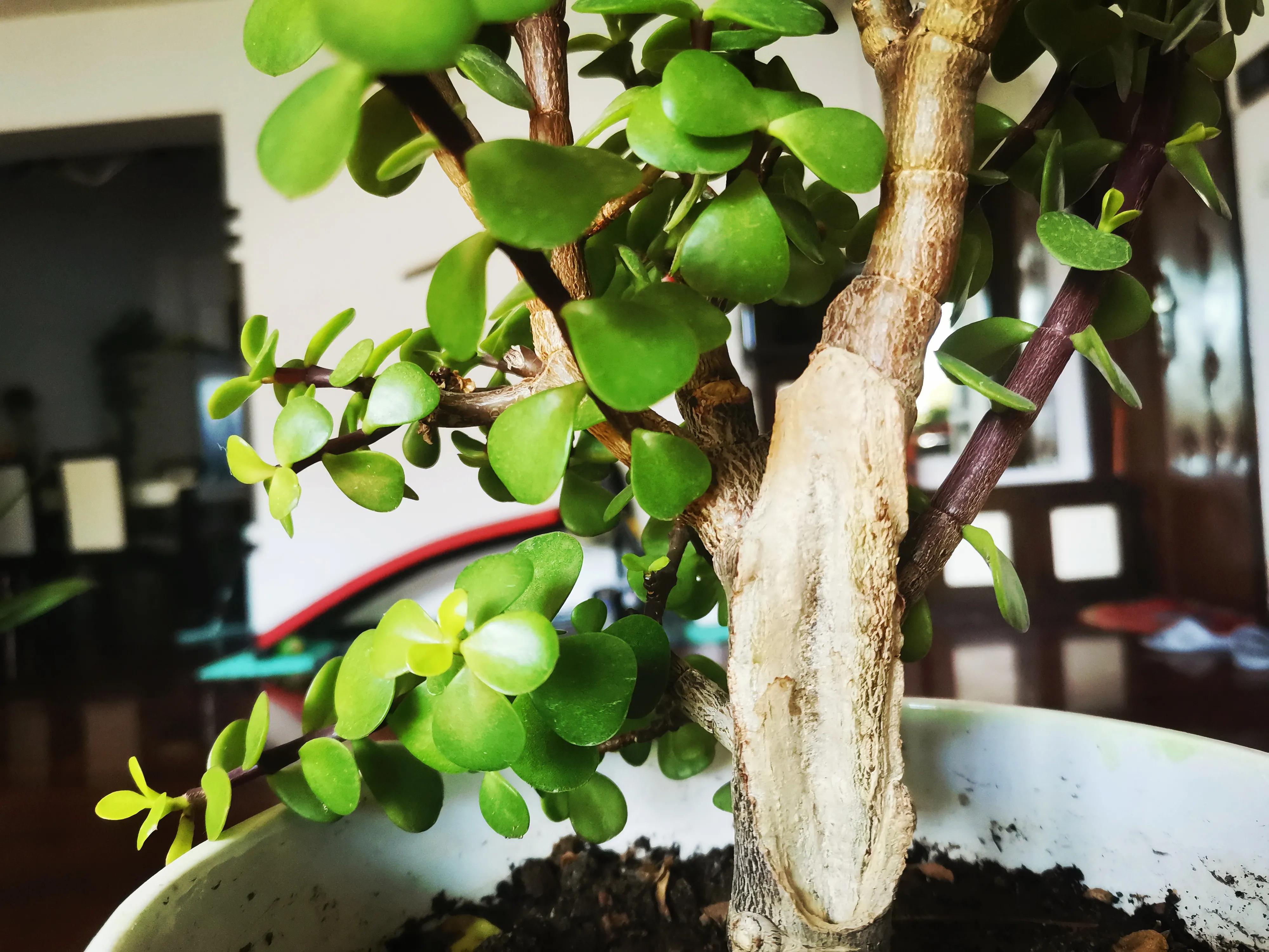 受伤的疤痕一定会成为坚强的盔甲,你的伤疤会成为坚韧的盔甲