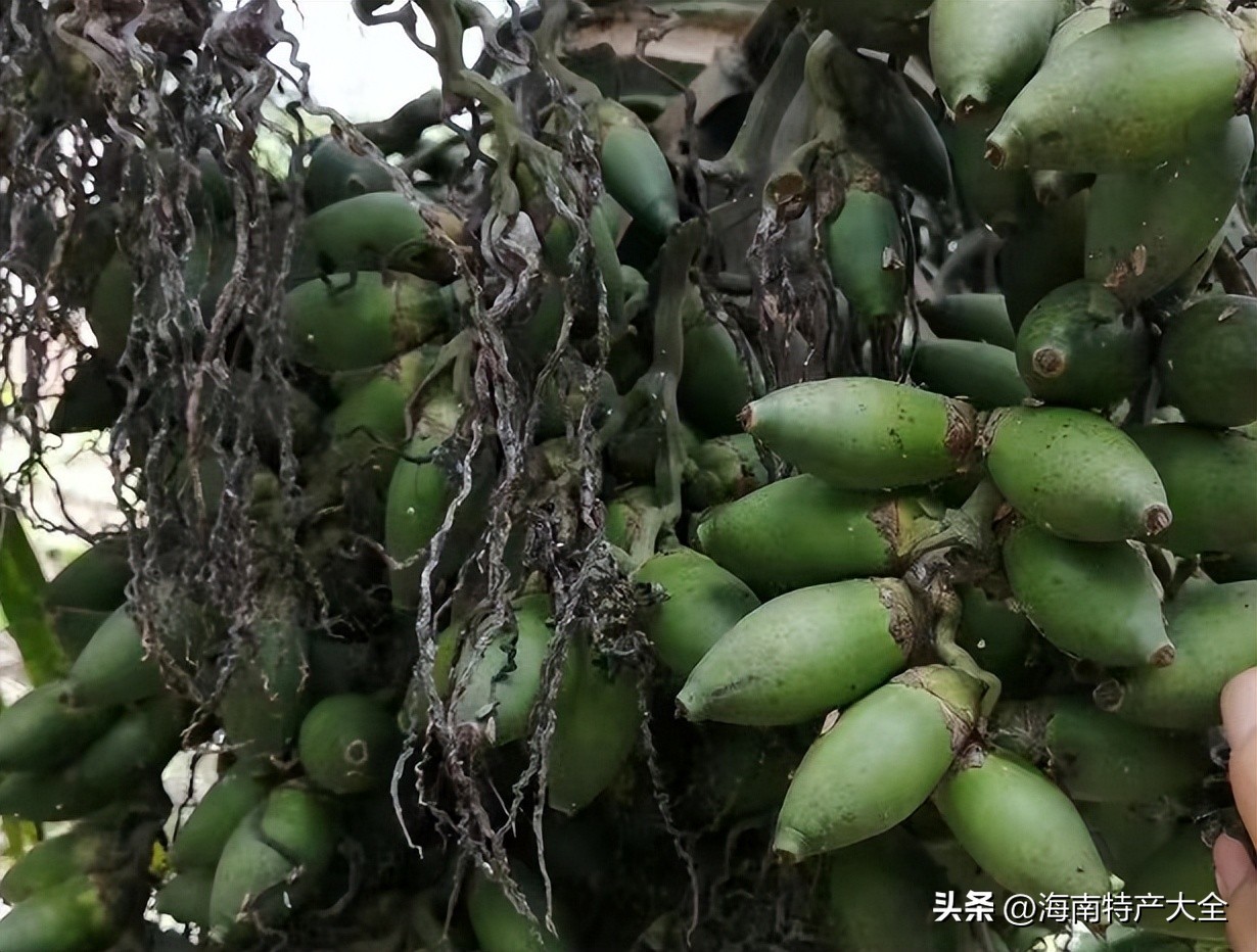 海南槟榔茅酒价格 (2021海南槟榔生果价格)