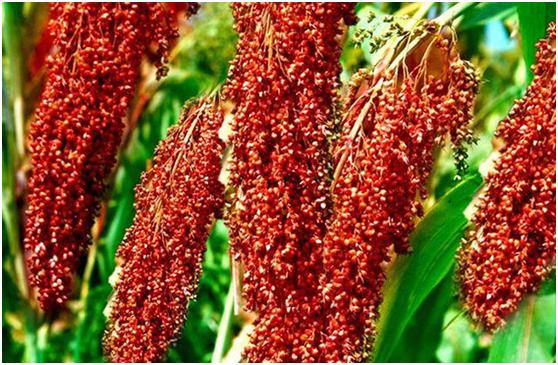 酿酒每斤酒成本多少,纯粮食酿酒一斤白酒成本有多少呢