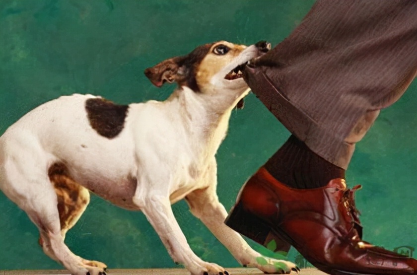 狗感染狂犬病一般多久发作,被狂犬病感染发作了能不能治好