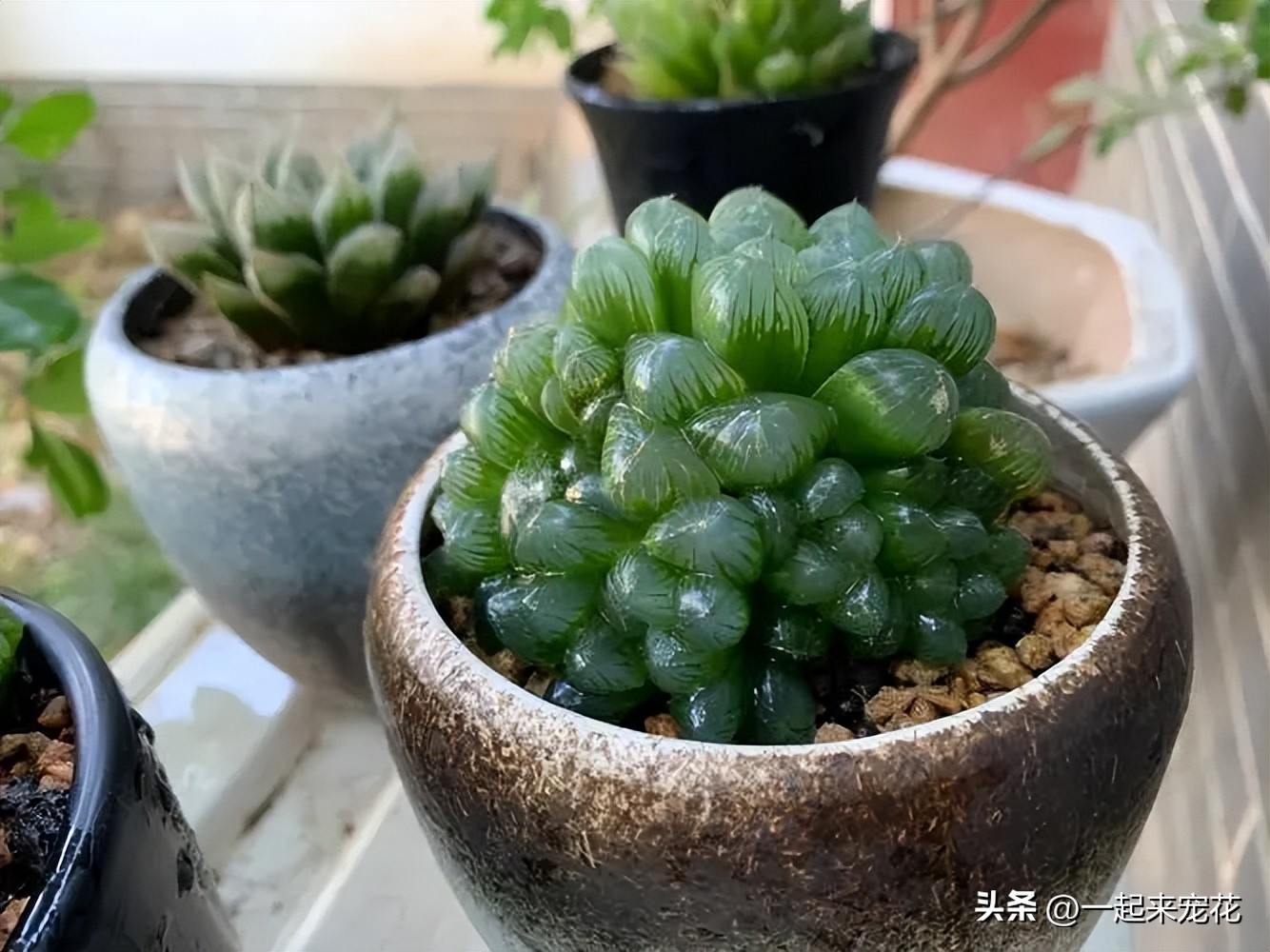 室内适合养的18种花有哪些呢,适合室内养的六种花推荐