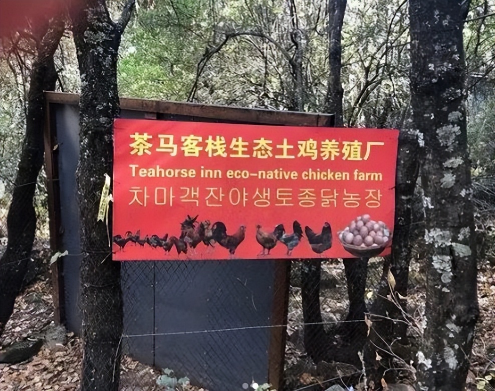 韩国人在云南虎跳峡,韩国人看云南虎跳峡
