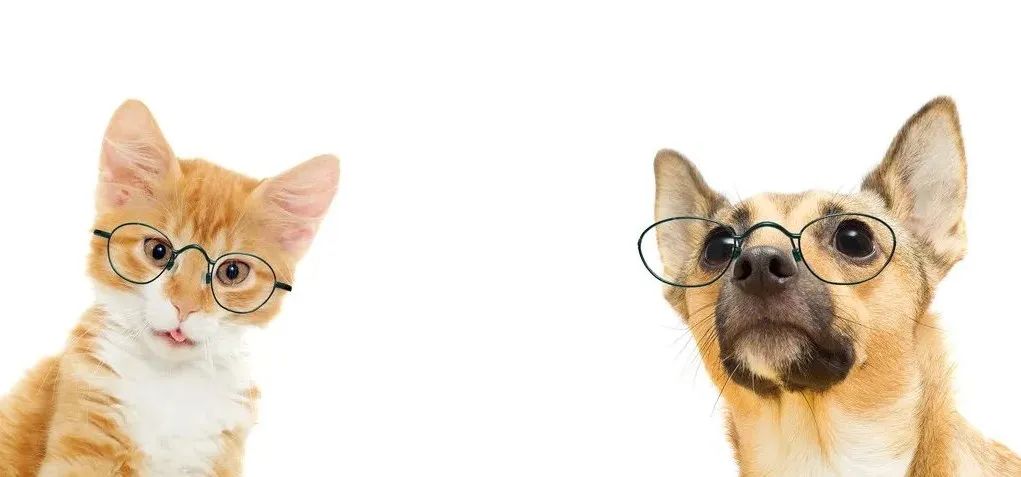 天猫京东大兵压境，垂直宠物电商易宠、波奇还有未来吗？