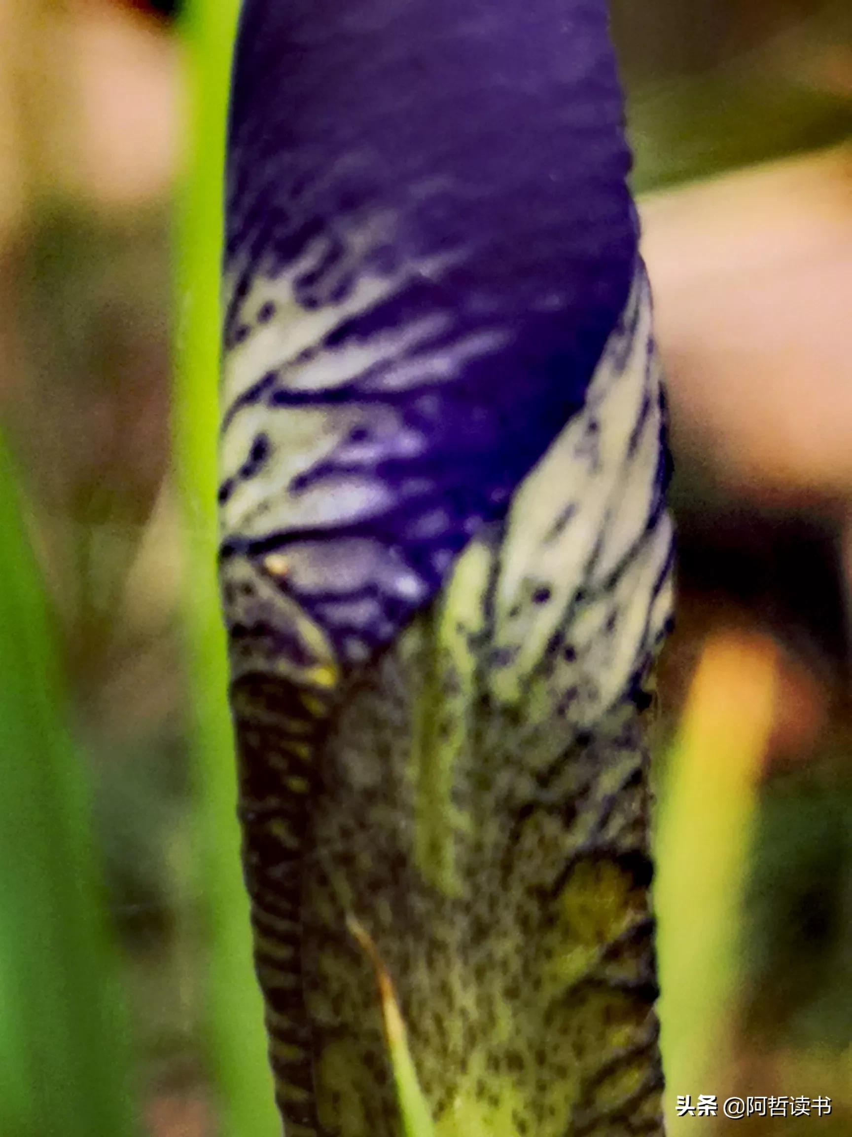 婀娜多姿鸢尾花,鸢尾花婀娜多姿