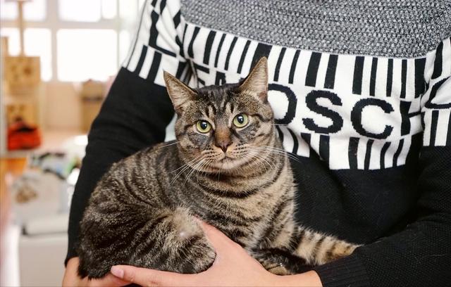 狸花猫难养被抛弃成为流浪猫,狸花猫为什么不建议养的3个理由