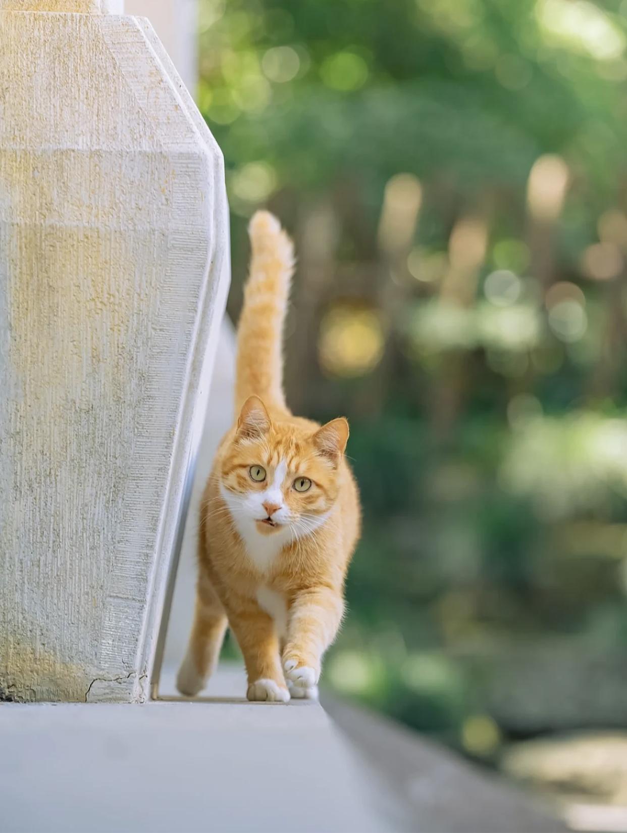 治愈系壁纸｜132张可爱小猫咪的样子