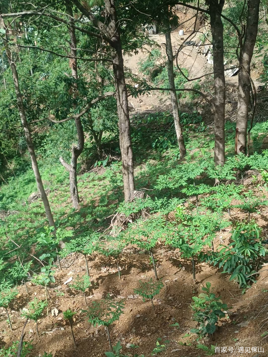 魔芋产业奏响乡村振兴进行曲,魔芋产业助推乡村振兴示意图