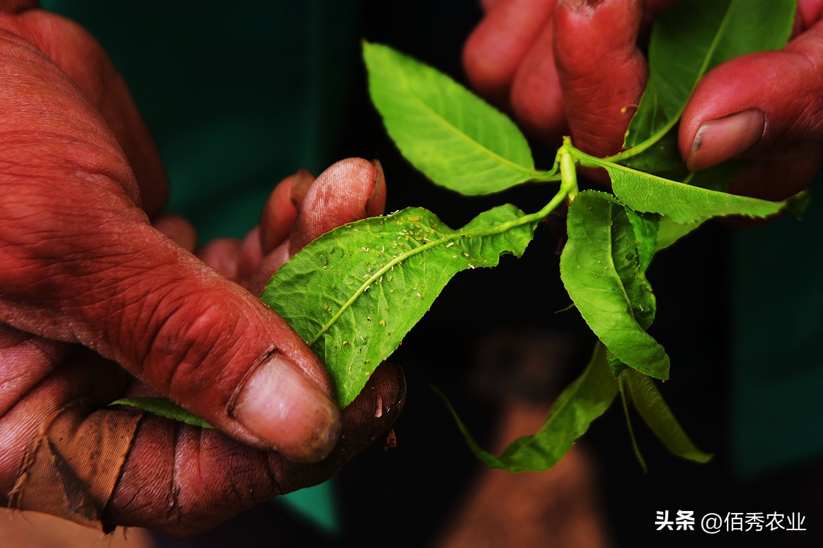 苦参碱能杀几种害虫,苦参碱对虫害有效吗