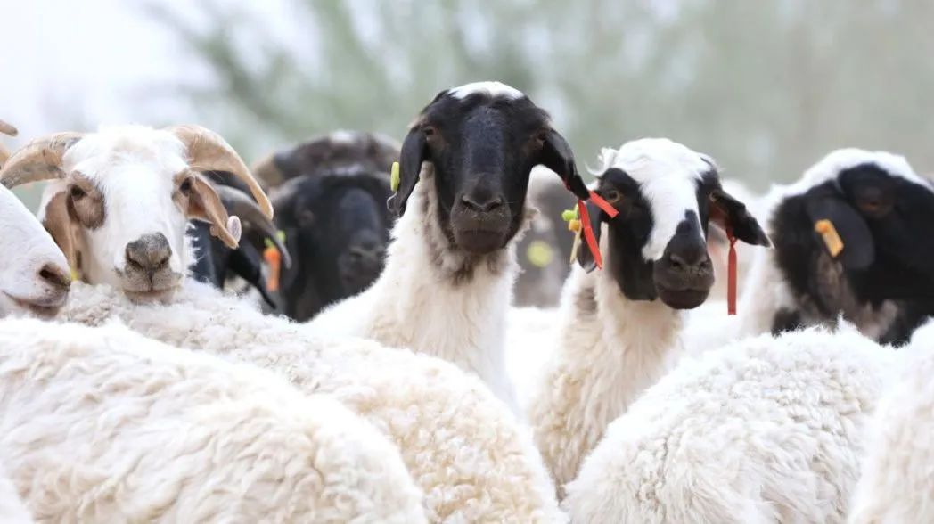 宁夏的羊肉全国最好吃,宁夏的羊肉怎么样