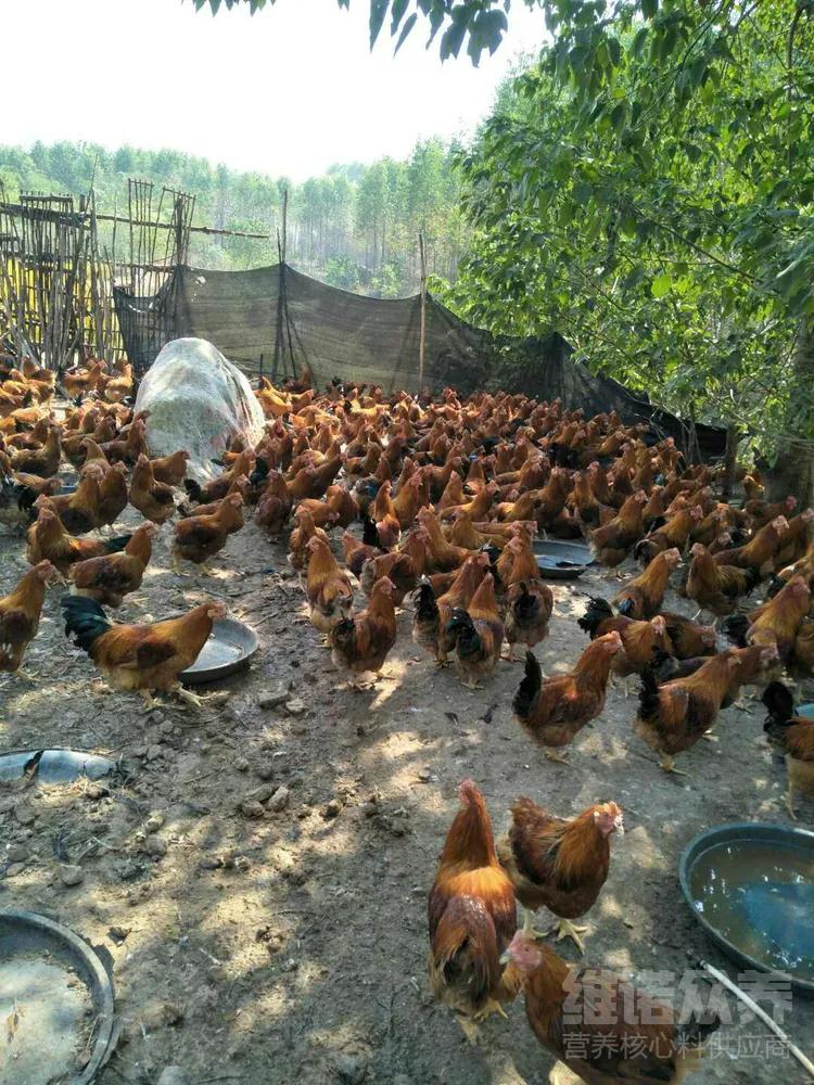 怎么让鸡粪马上变干,怎么能让鸡粪不生虫