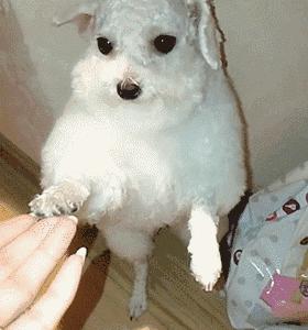 比熊睡觉做梦原因,比熊最怕的几件事