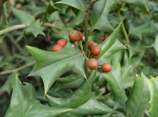 叶子像鹅掌，欧美国家称为“圣诞树”，用来做茶好处多，你可认识