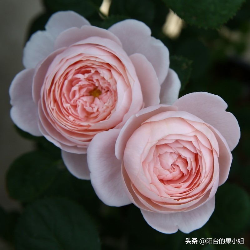 盘点那些容易“一日散”的月季,你还要奋不顾身的选择它们吗?