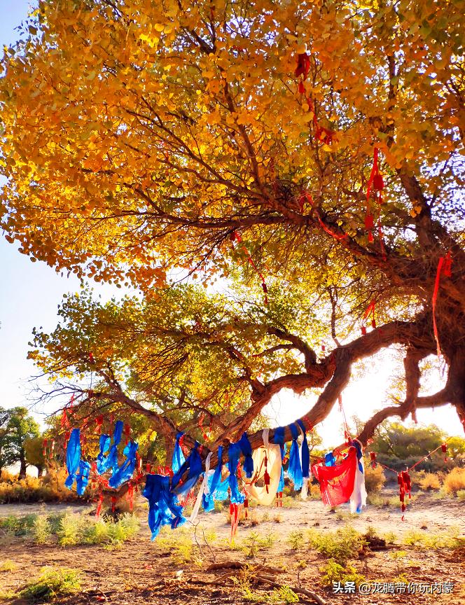 初秋额济纳胡杨林风景,额济纳秋天美景