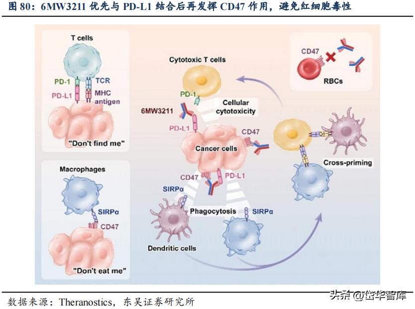 有效避开内卷，迈威生物：ADC锋芒初显，快速成长的Biopharma