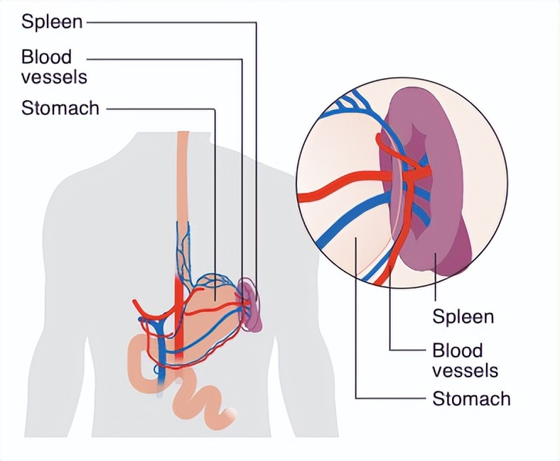 身上的肉价值30亿美元却被医生偷偷卖掉，为何法院还判医生无罪？