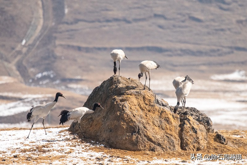 高原精灵黑颈鹤越冬之地——大山包（云、藏自驾旅行纪实之一）