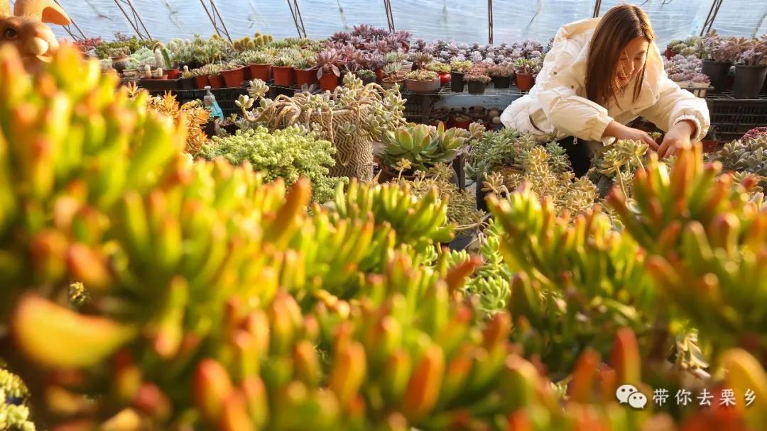 卖萌经济的生意经,卖萌生意的利润