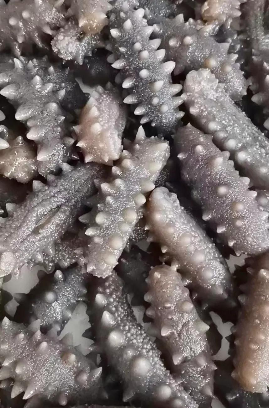 青岛的海参好还是大连的海参好,海南海参和大连海参有什么区别