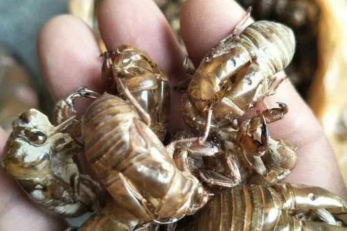 农村赚不了钱做什么,农村到底靠什么才能赚钱