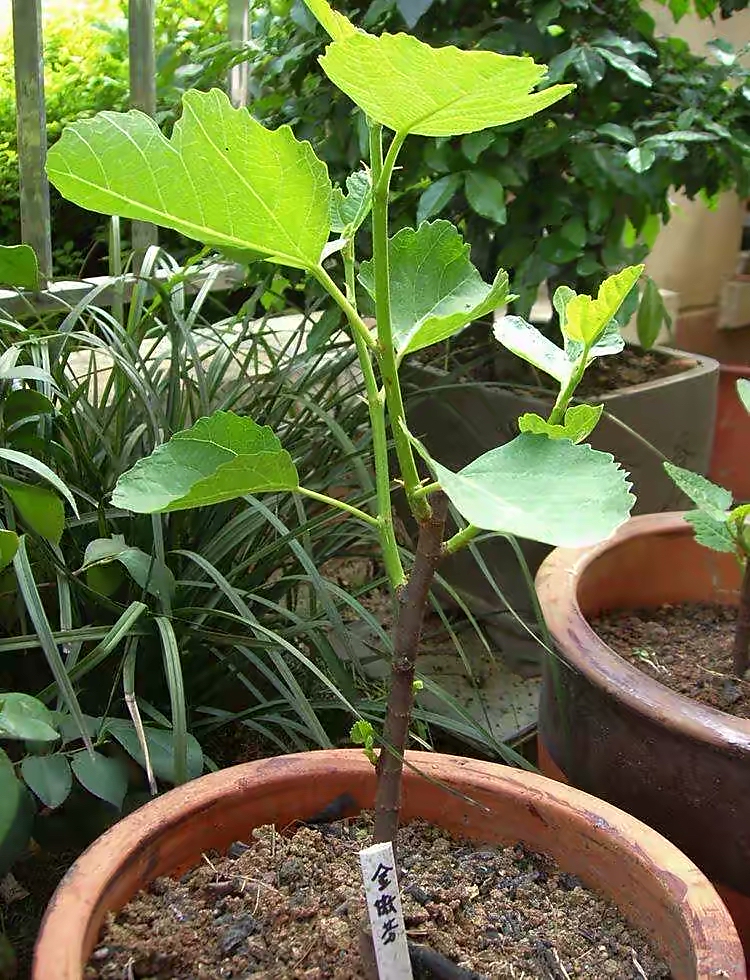 家庭种无花果宜忌,家庭种植无花果用什么盆好