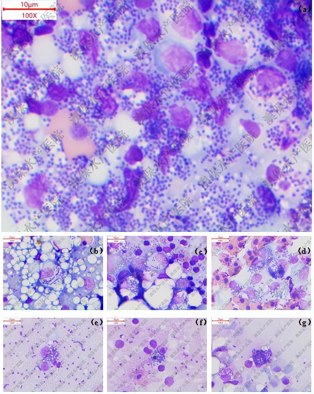 黄颡鱼鱼病诊断与防治图谱,黄颡鱼病爆发
