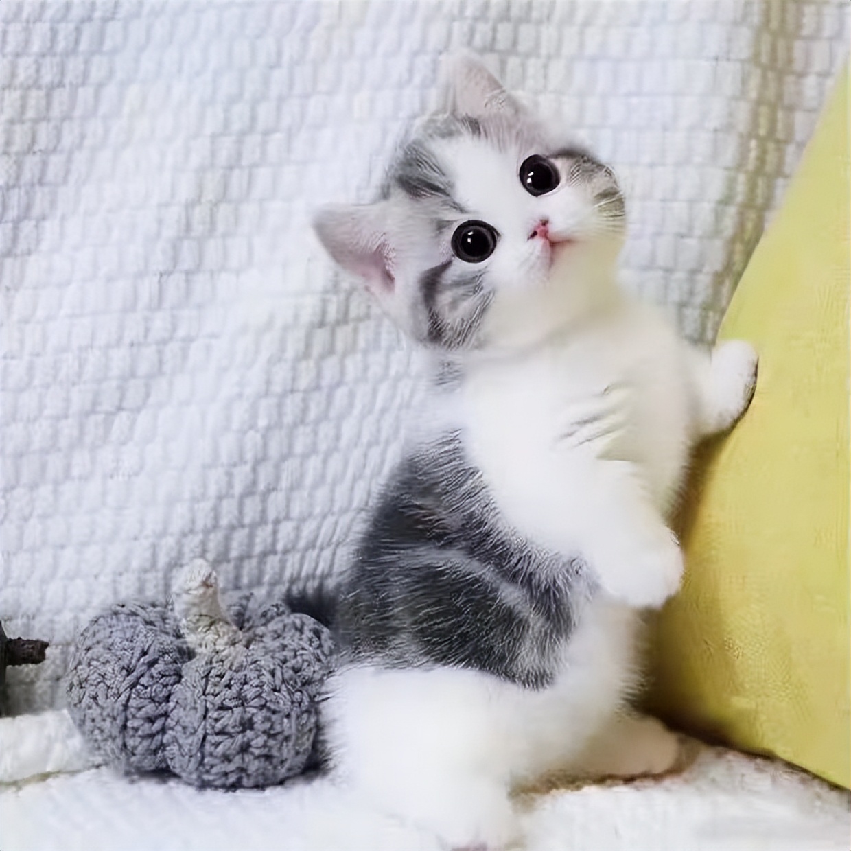 关于猫咪的100个小秘密,十二个关于猫咪的冷知识