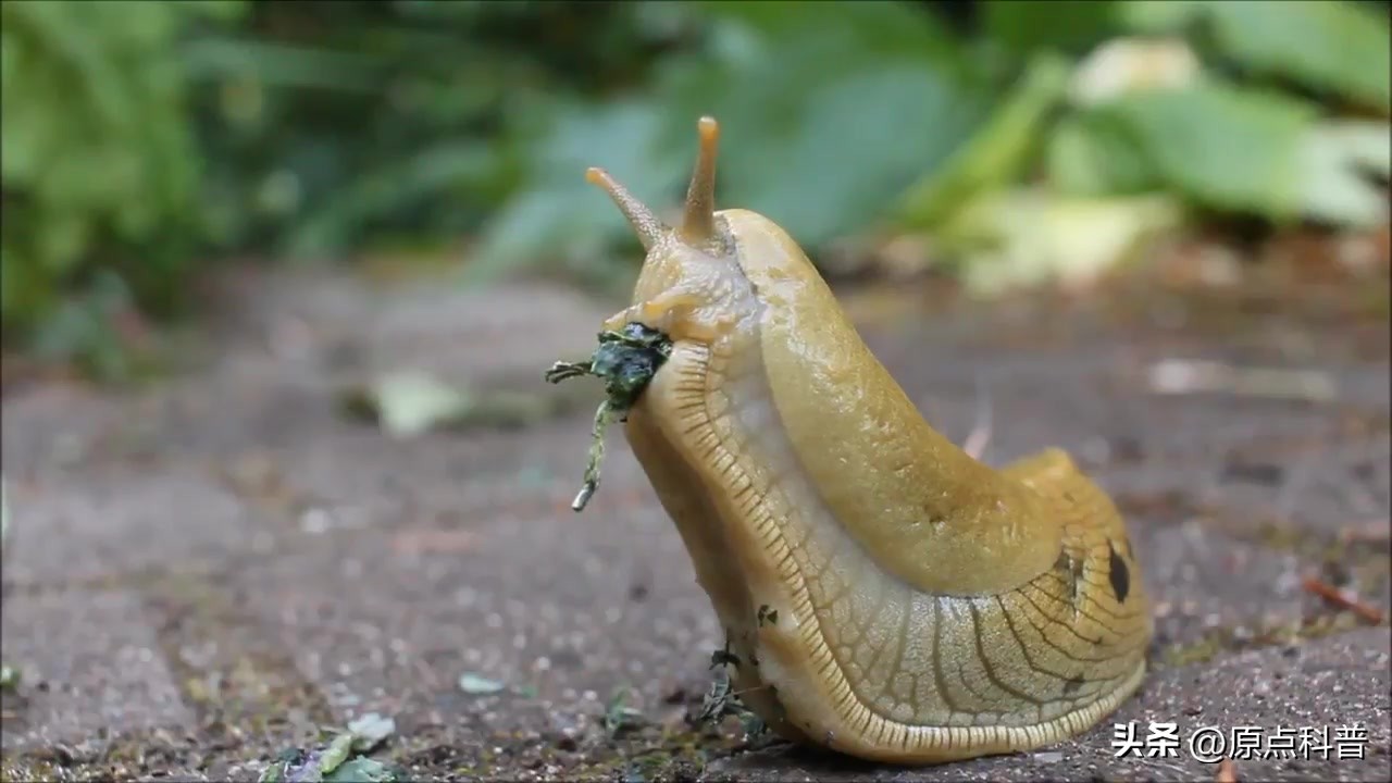 盘点农村小时候常玩的十个昆虫,盘点童年玩过的十种昆虫