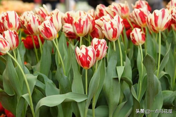 夜皇后郁金香,郁金香粉红皇后