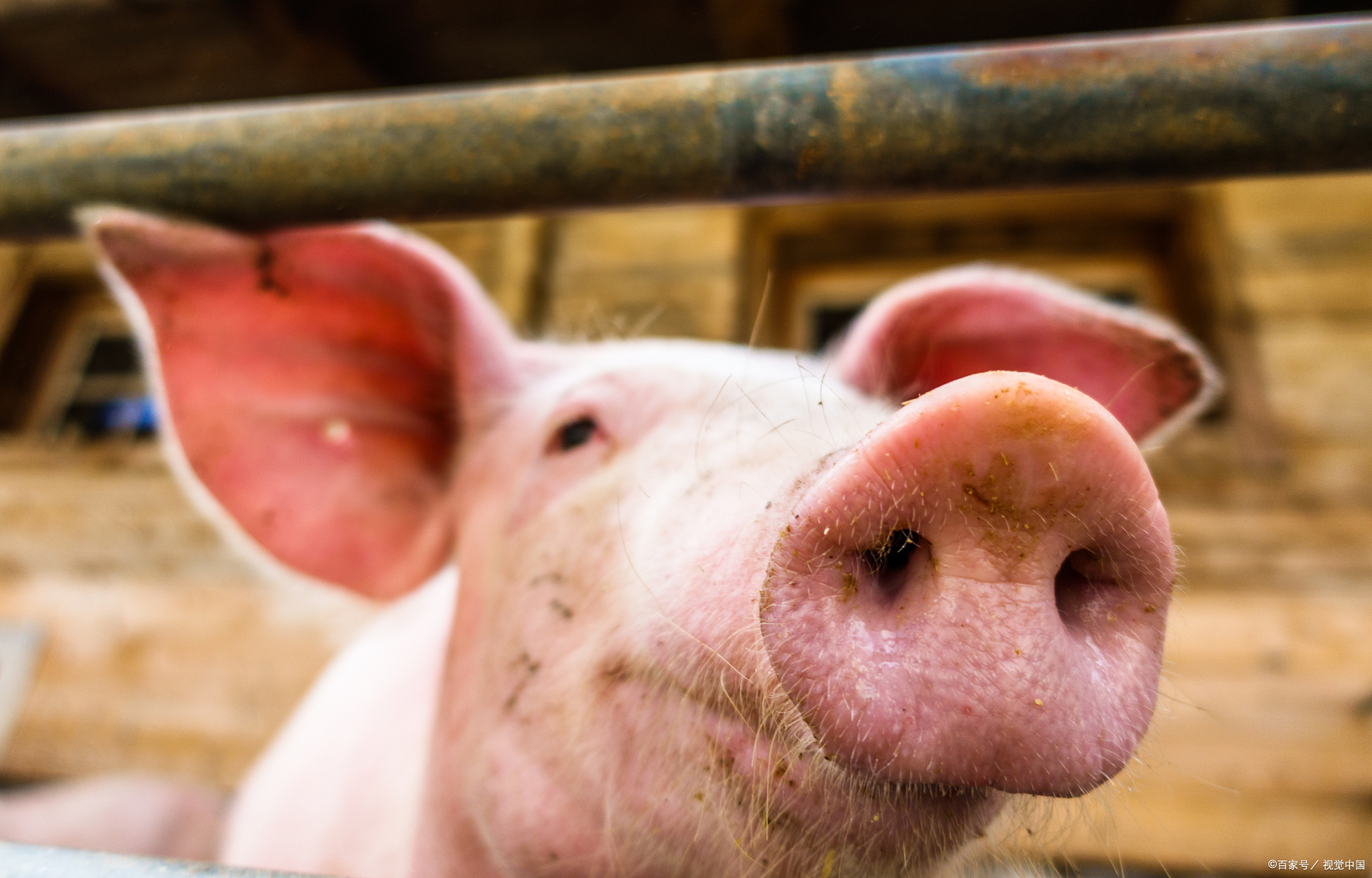 全面了解母猪乳房炎:预防和治疗方法,让你的母猪健康产仔!