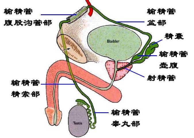 动物几个特殊的排泄器官,每种动物都有排尿系统