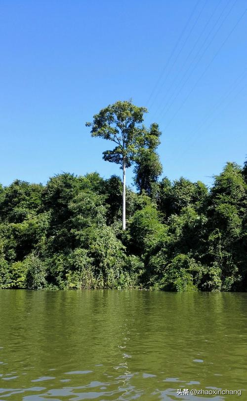 神奇物种的视频,神奇物种绿孔雀