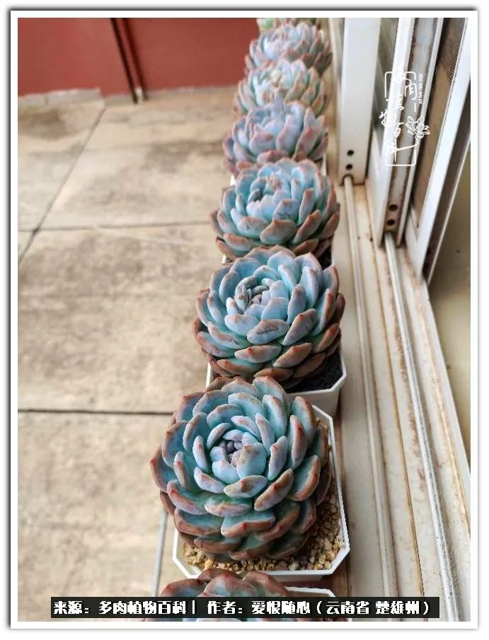 用心种好每一棵多肉,每一棵多肉都是独一无二的