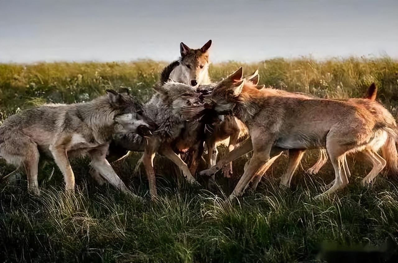 狼的弱点,狼最致命的弱点是什么
