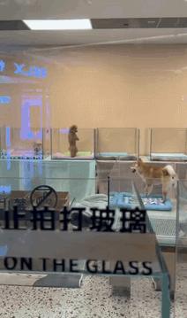 宠物店正在放饭泰迪激动跳舞,宠物店分饭泰迪跳舞