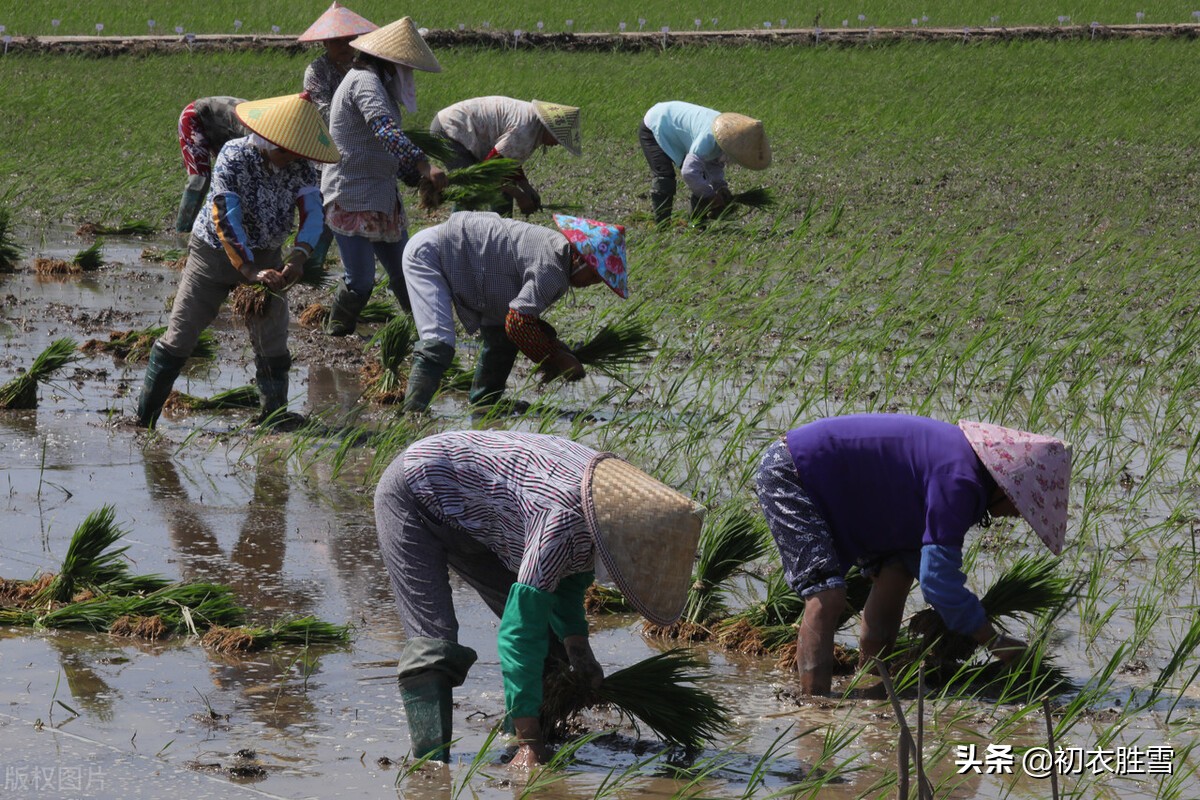 夏季田园风光七绝古诗,田园春景最好的诗
