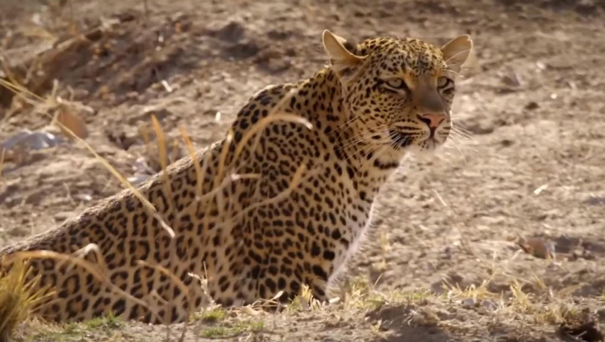 湖北发现豹子,湖北恩施发现野生豹