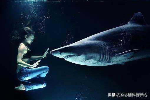 鲨鱼是怎样感知事物的,鲨鱼怎样感知食物