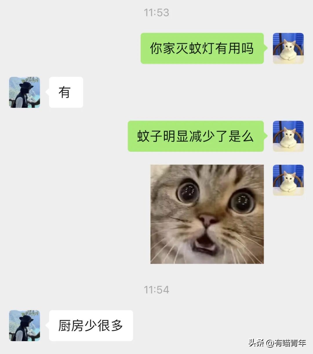 养猫有什么办法驱蚊子,养猫不可以用蚊香怎么驱蚊