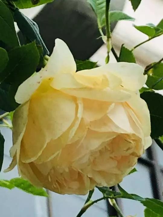 月季品种醉花,月季品种大全及图片欣赏