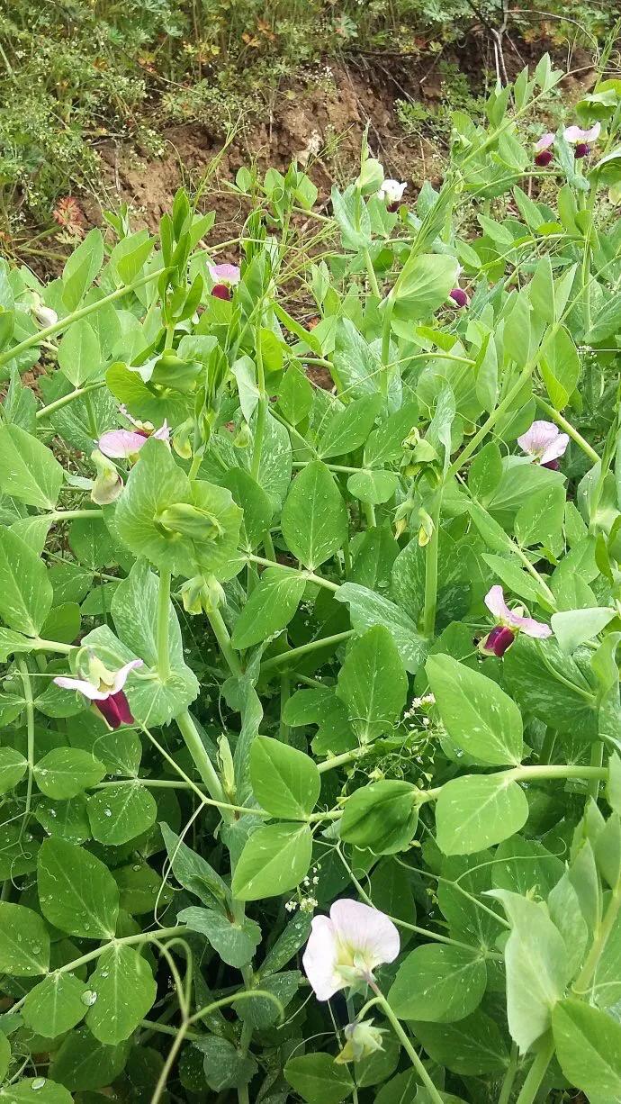 閭ｅ北閭ｆ按閭ｄ汉閭ｆ儏,閭ｅ北閭ｄ汉閭ｆ按