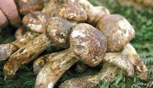 松茸美味不可抵挡,松茸独一无二