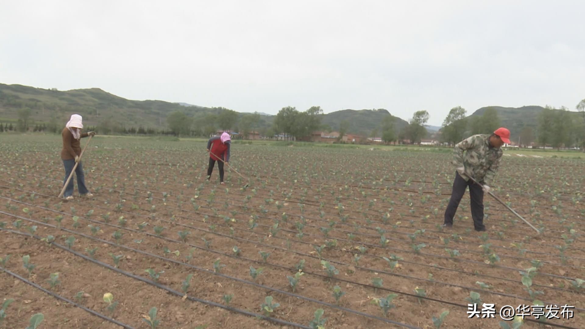 发展特色种植产业,发展特色种植拓宽增收渠道