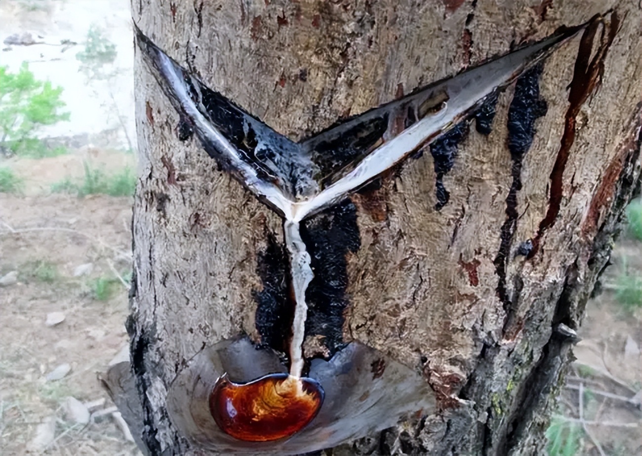 楚式漆器活态传承,最有名的楚式漆器