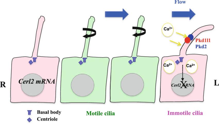 心脏为什么会长在左边,心脏为什么长在胸部