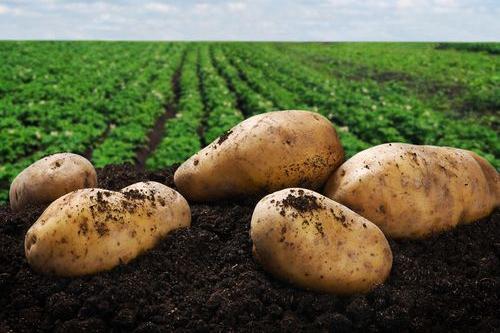 茉莉酸分子机制,茉莉酸受体抑制剂及其作用机理