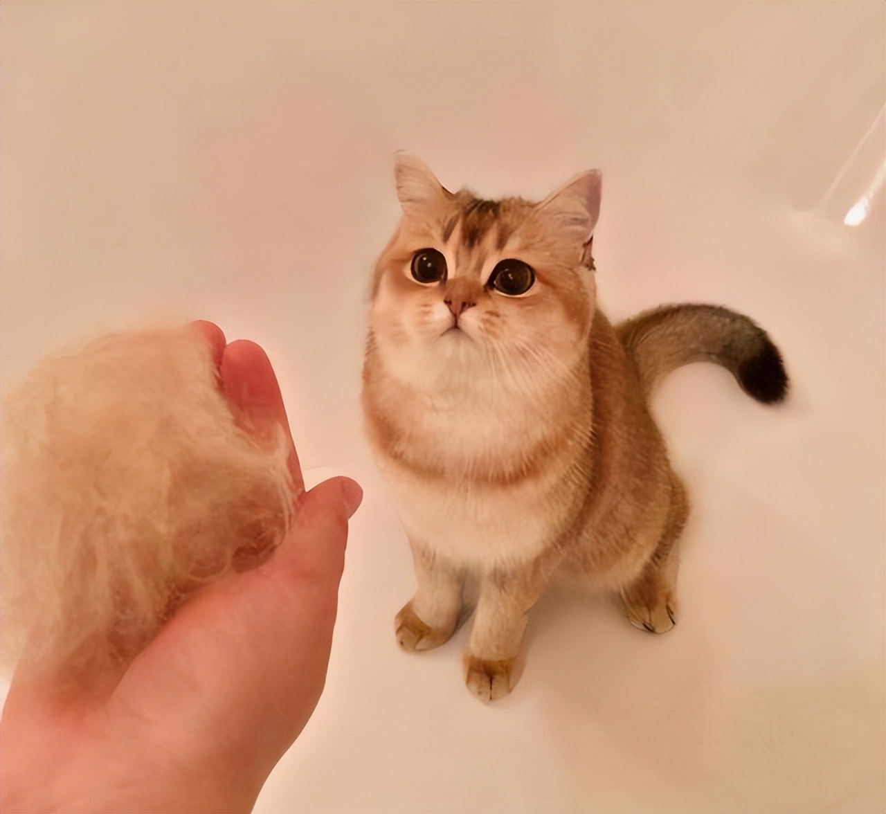 英短种三花的串串长什么样,英短乳白怎么判断是纯种还是串串