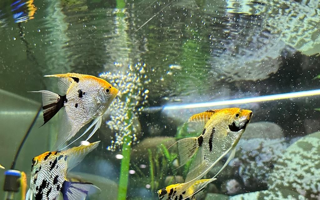 上海动物园自由行攻略路线推荐,上海动物园4a一日游攻略