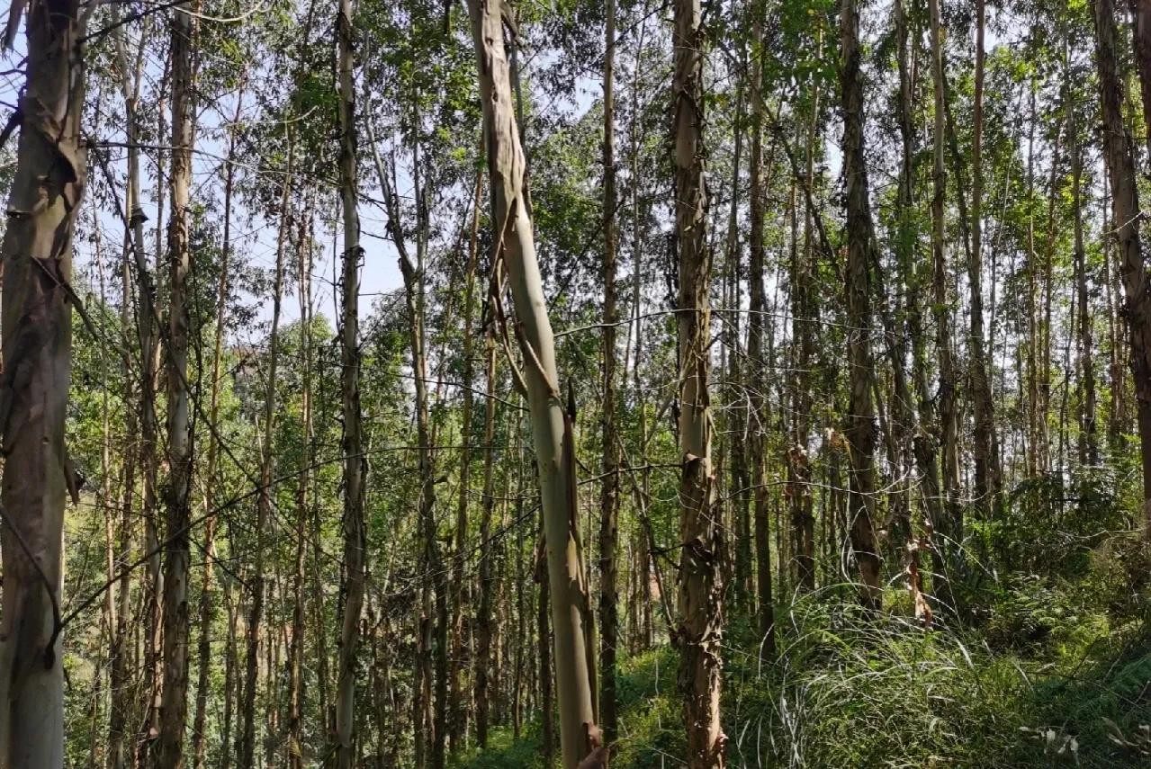 桉树种植哪一种好,中国未来10年种植桉树前景如何