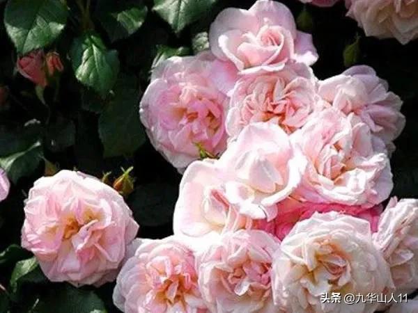 最耐寒的藤本月季哪个品种好 (藤本月季及主要品种详细介绍图解)